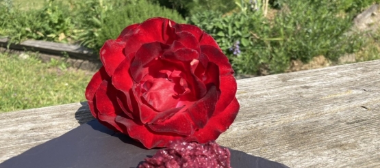 Moutarde aux pétales de rose 