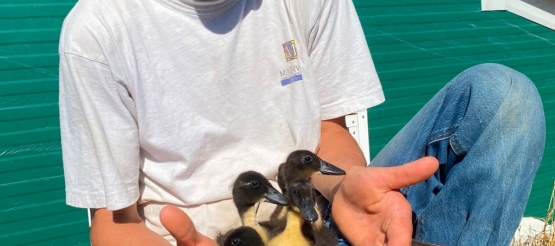 Canard de Duclair