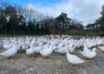 Des volailles élevées en plein air 