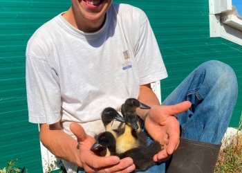 Canard de Duclair